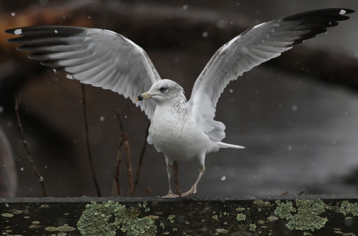 Ring-billed Gull - Lily Morello