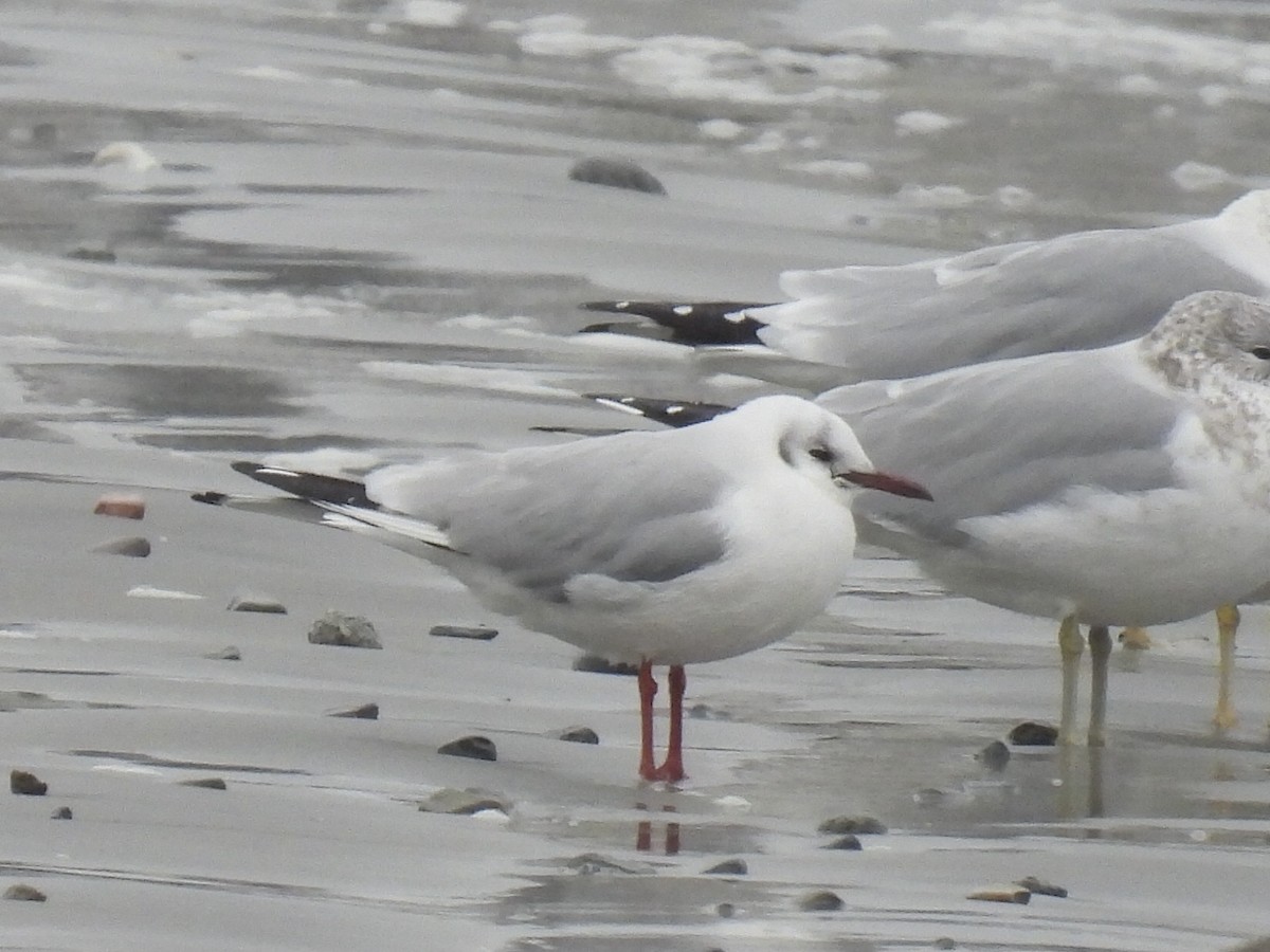 Black-headed Gull - ML614102014