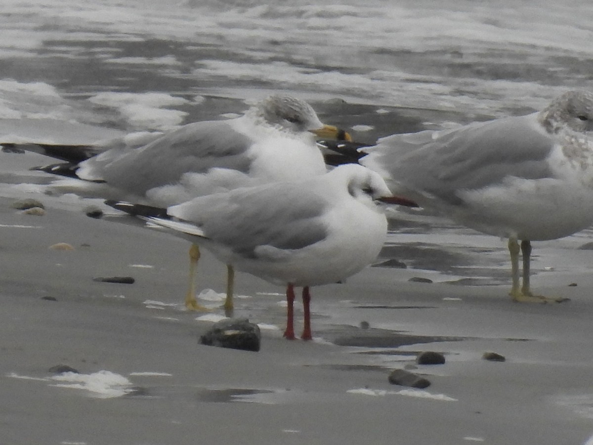 Black-headed Gull - ML614102015