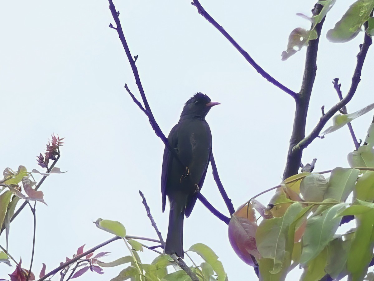 Square-tailed Bulbul - ML614102022