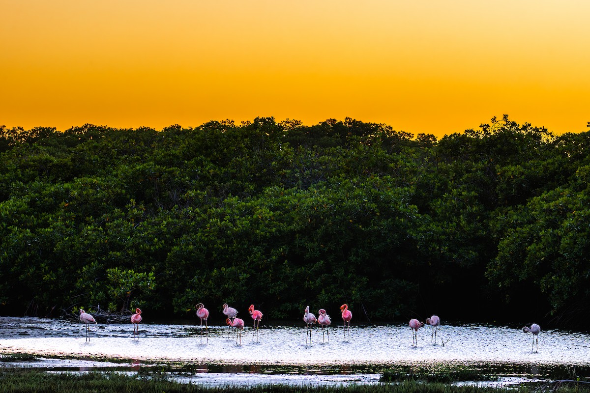 American Flamingo - ML614102029