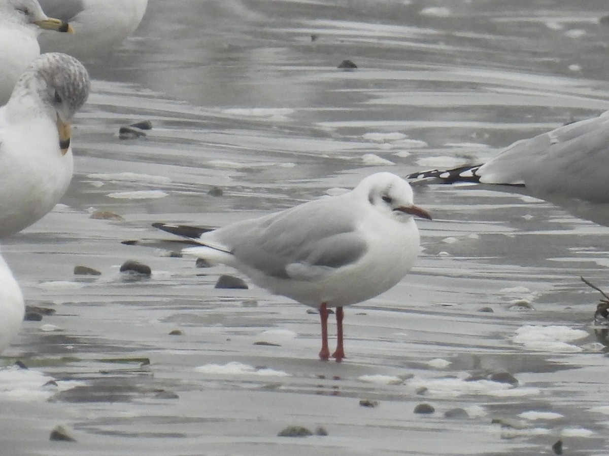 Gaviota Reidora - ML614102037