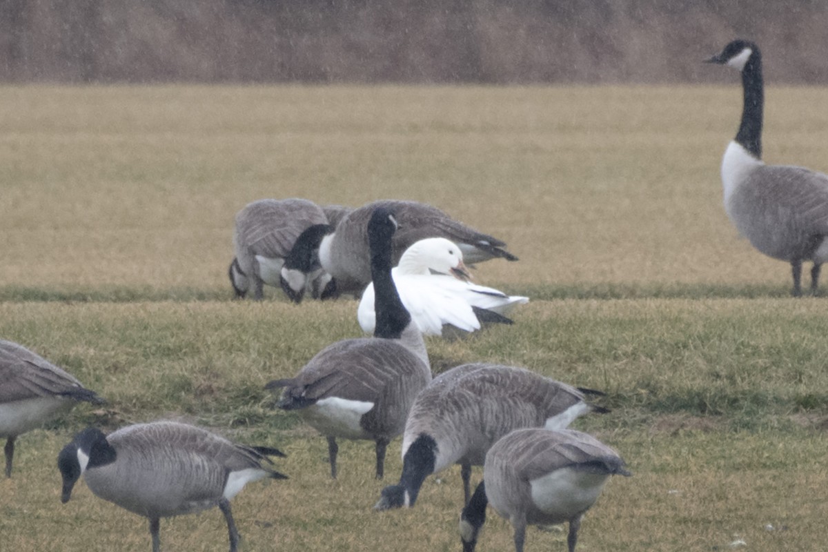 Snow Goose - ML614102148