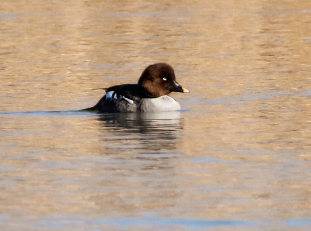 Common Goldeneye - ML614102151