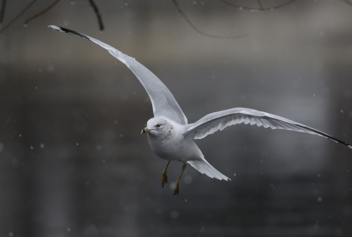 Ring-billed Gull - ML614102196