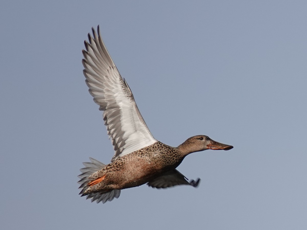 Northern Shoveler - ML614102219