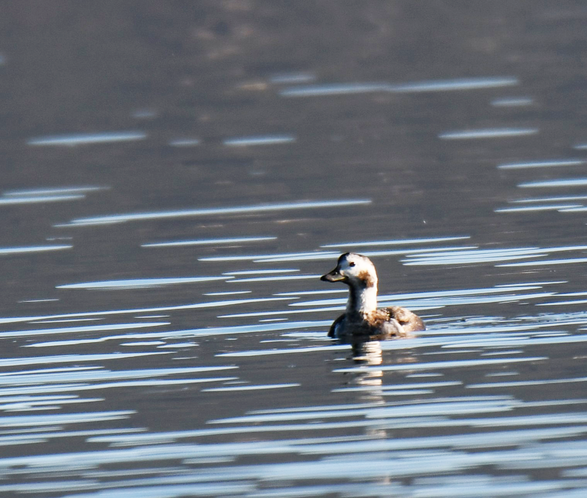 Long-tailed Duck - ML614102416