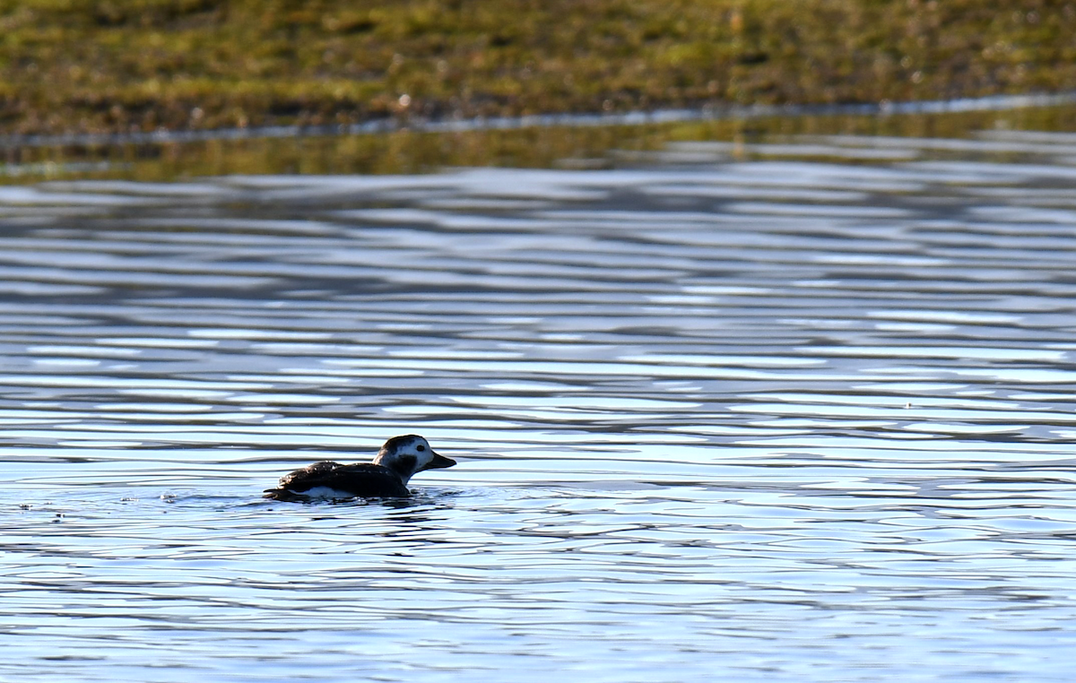 Long-tailed Duck - ML614102417