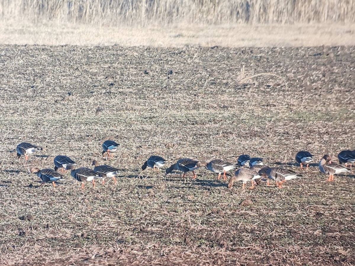 Greater White-fronted Goose - Andras Fodor