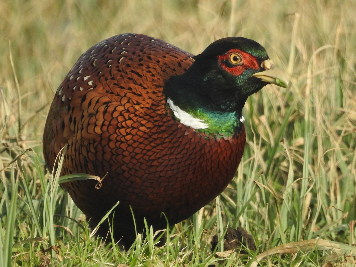 Ring-necked Pheasant - ML614102464