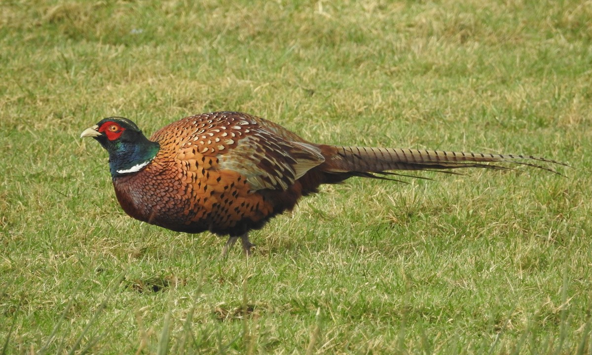 Ring-necked Pheasant - Jeffrey Gammon