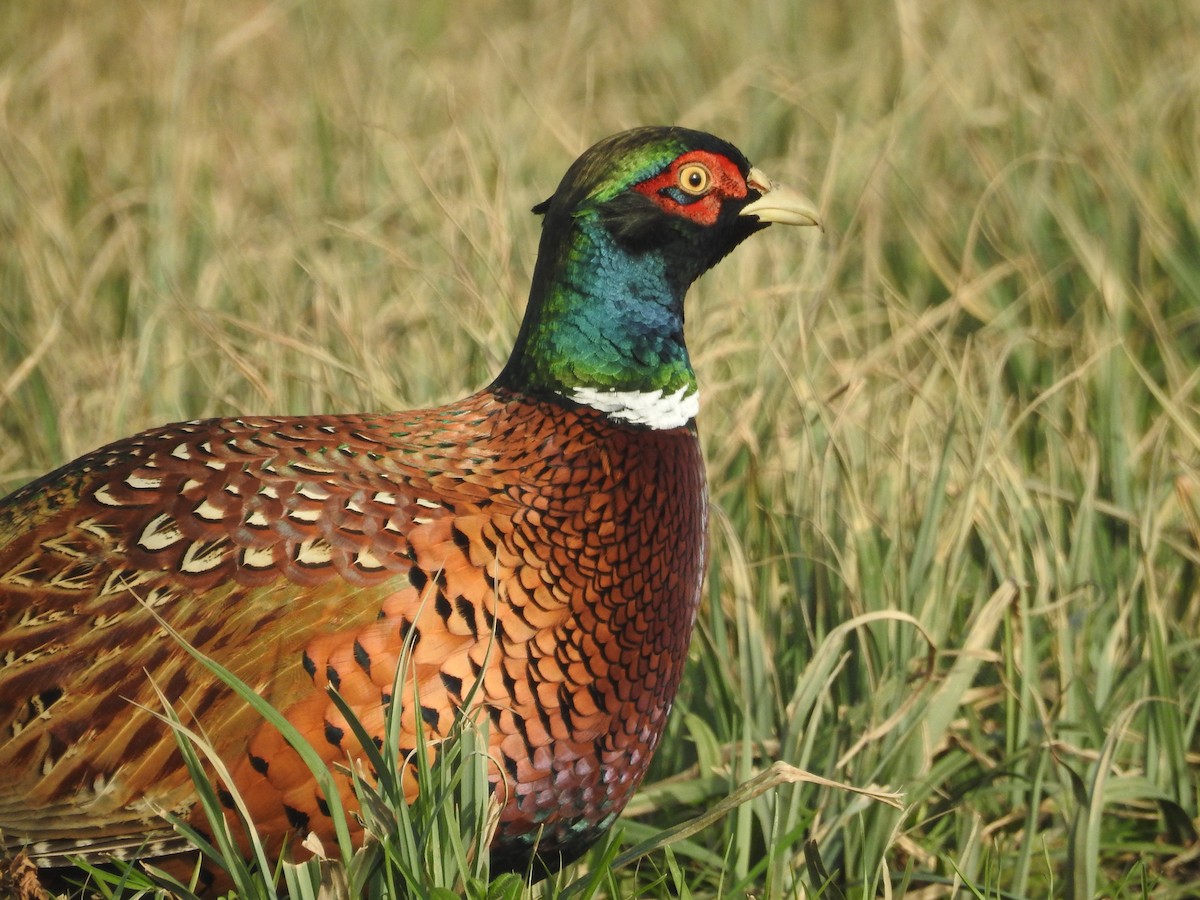 Ring-necked Pheasant - ML614102467