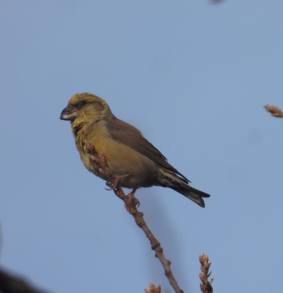 Red Crossbill - ML614102508