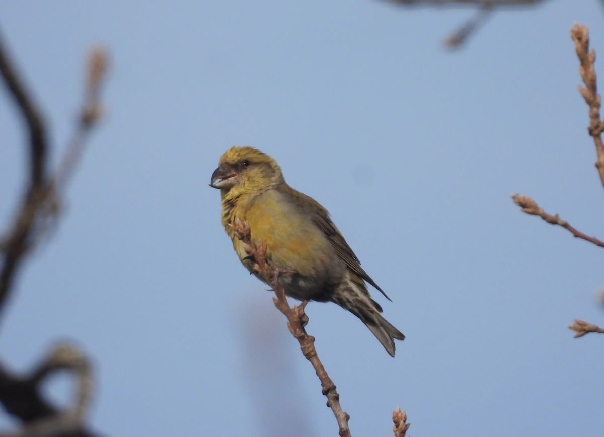 Red Crossbill - Manuel Vega Uyá