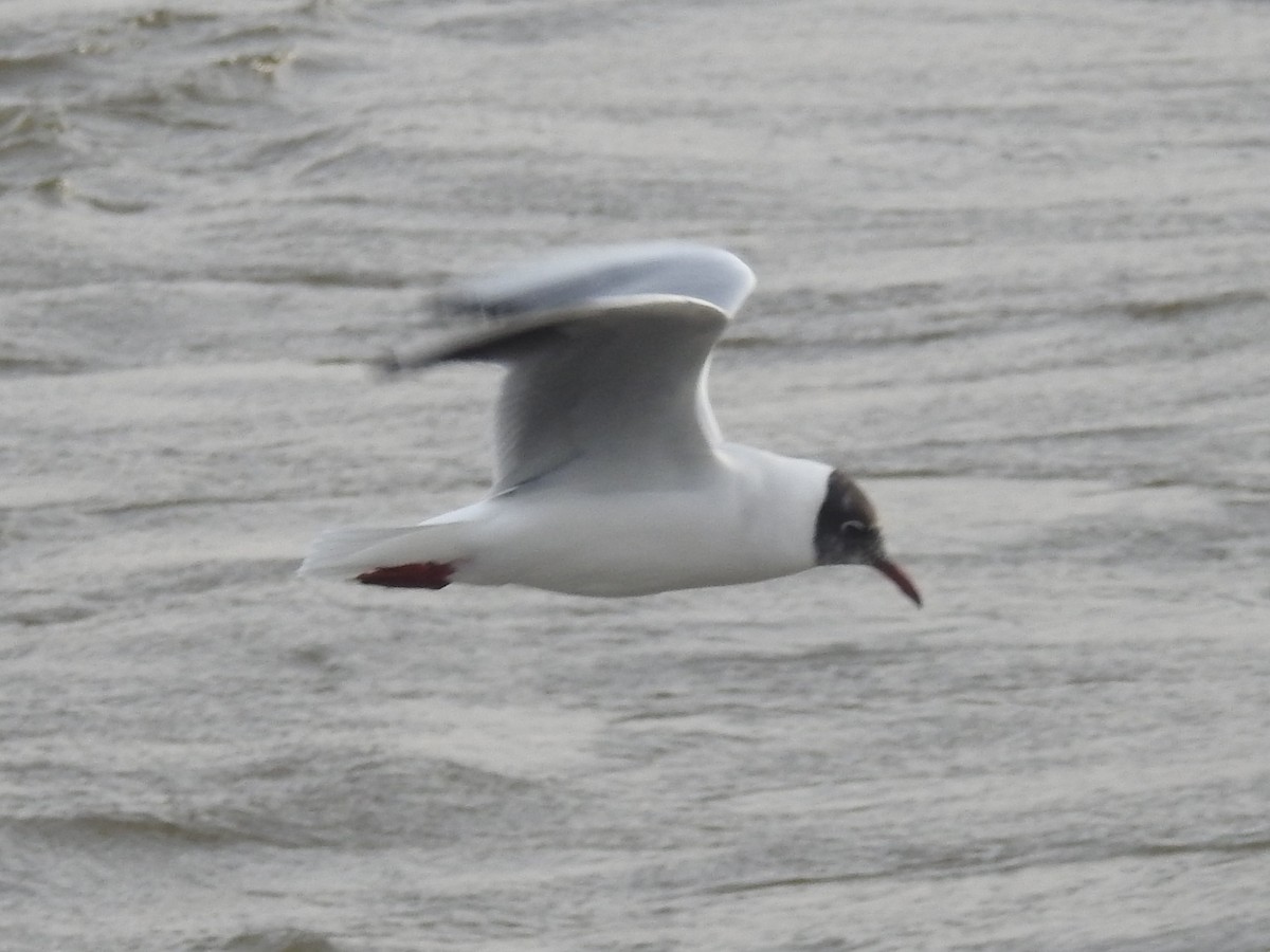 Black-headed Gull - ML614102513