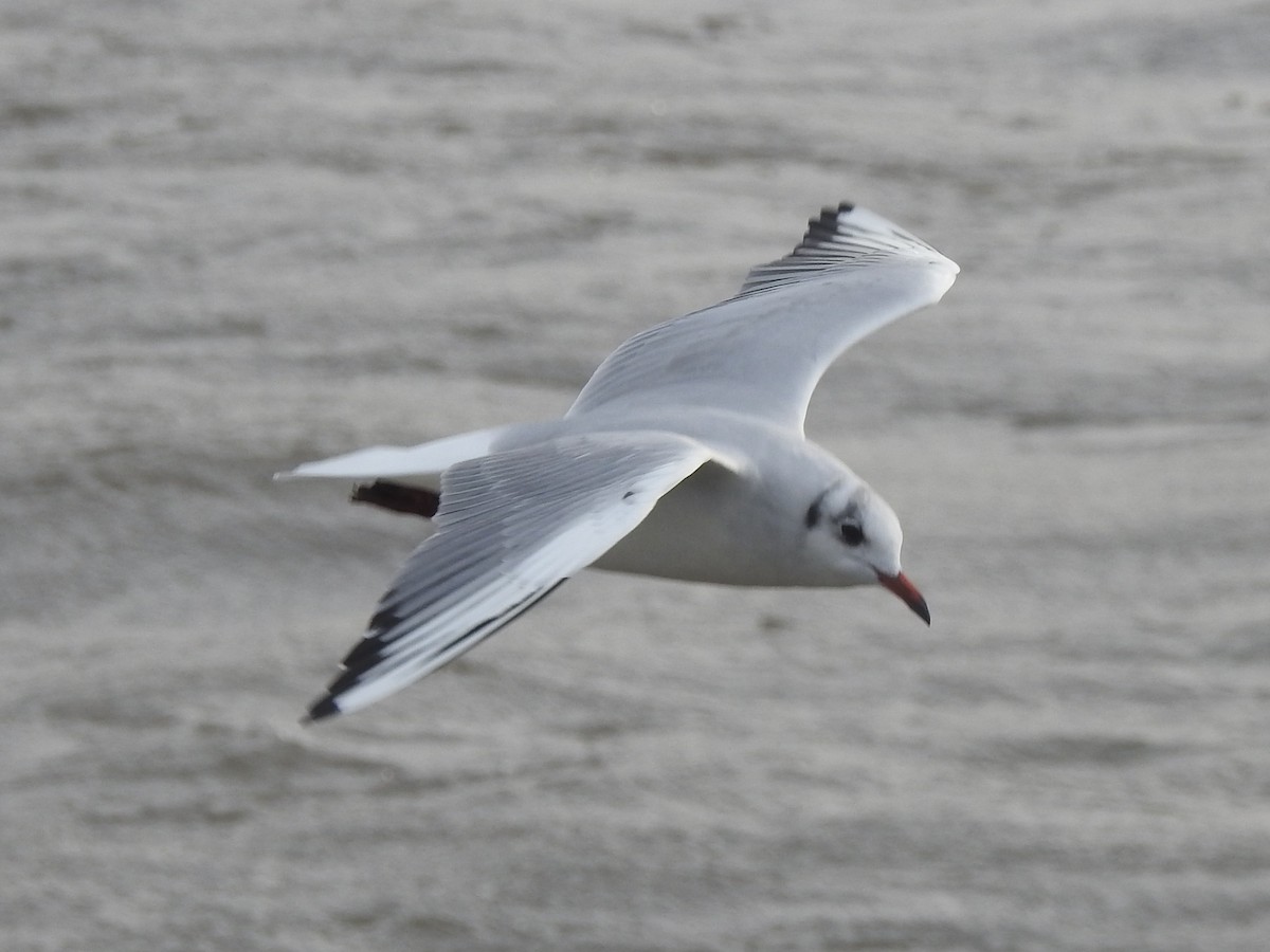 Black-headed Gull - ML614102514