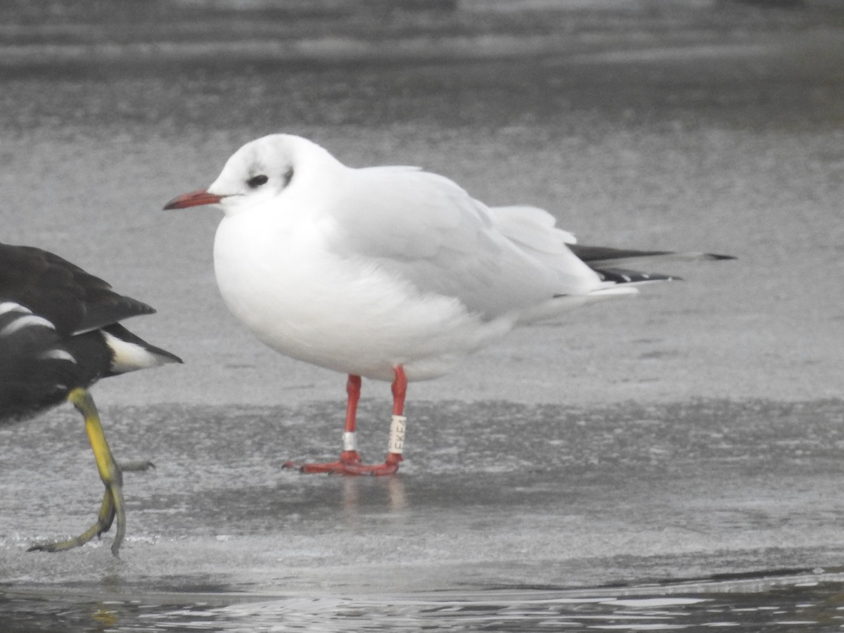 Black-headed Gull - ML614102515