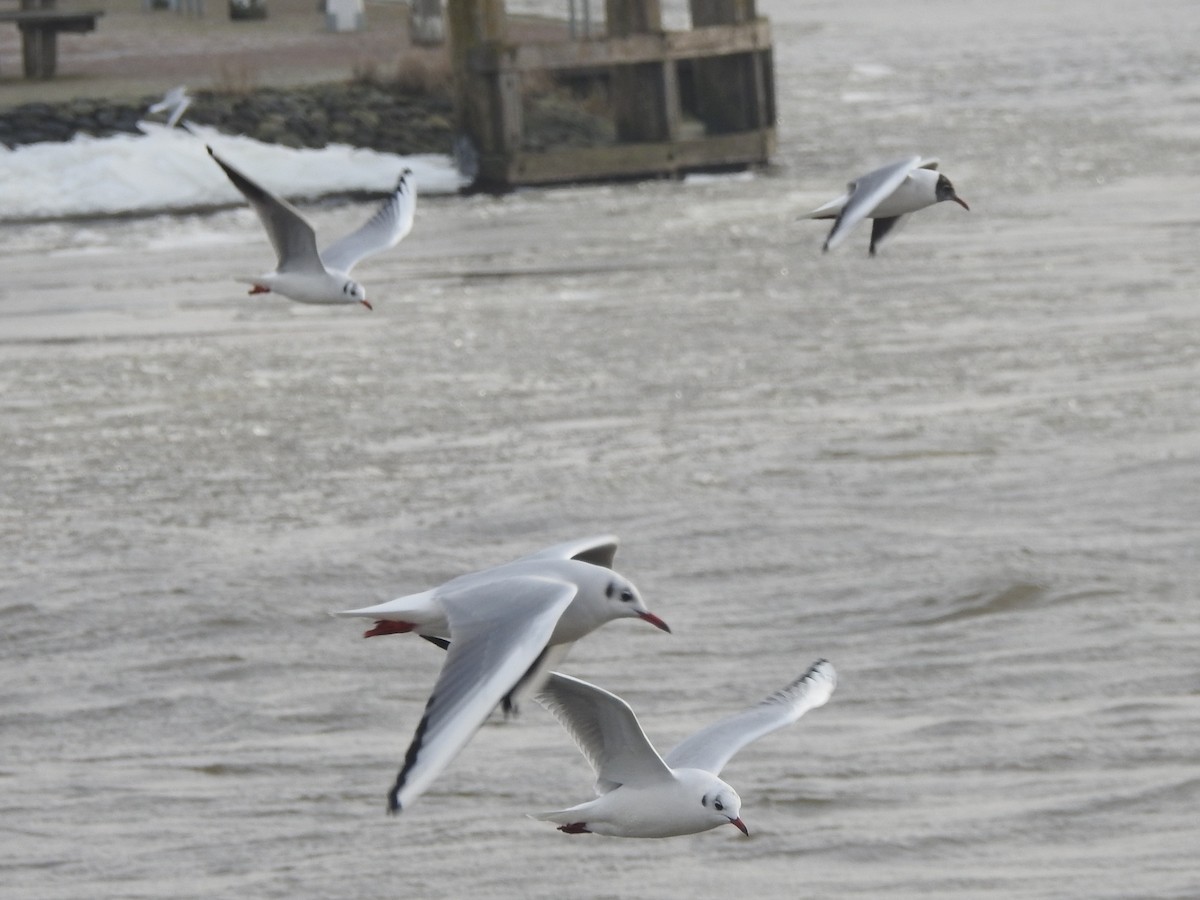 Black-headed Gull - ML614102516