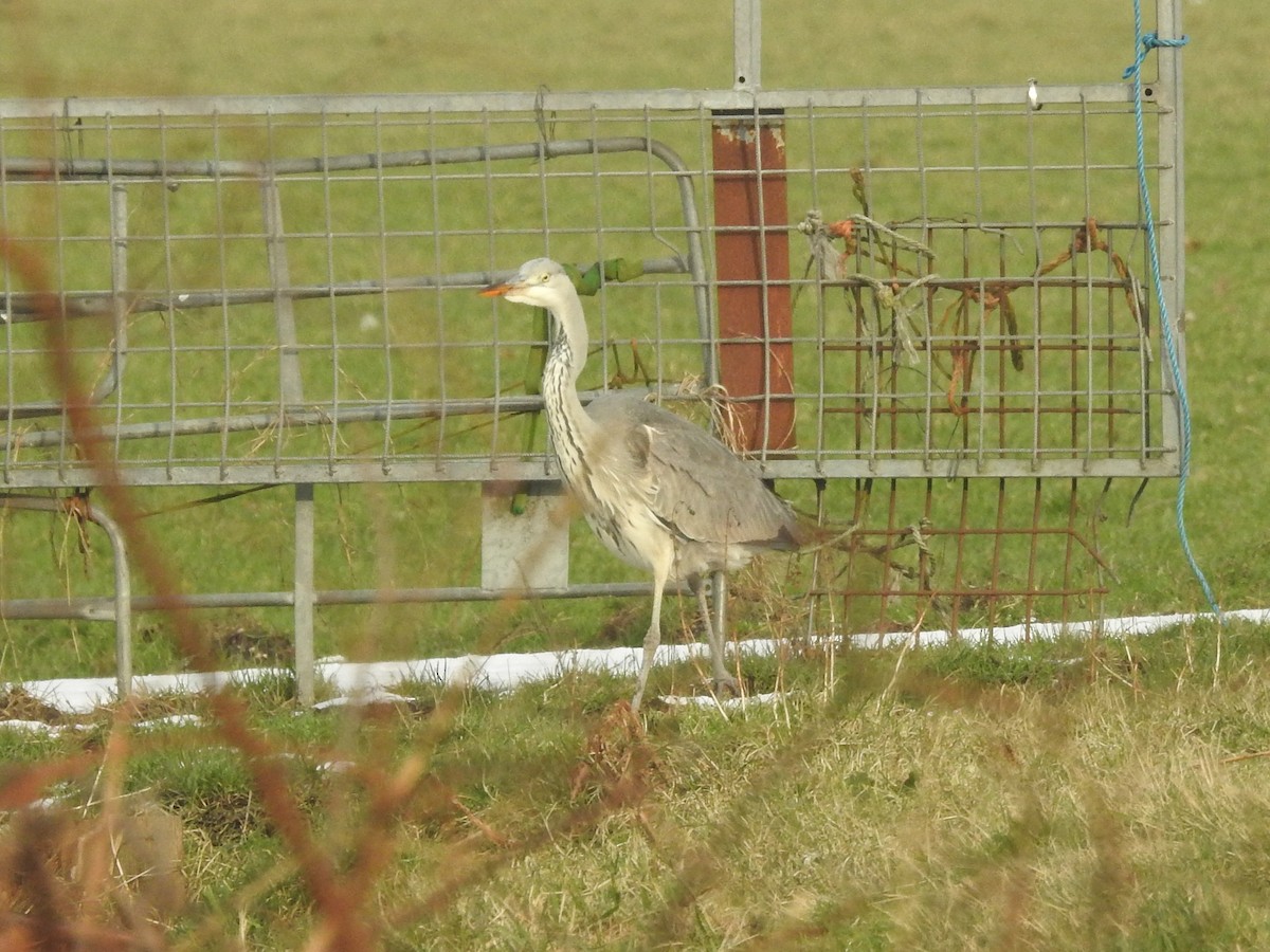 Gray Heron - ML614102533