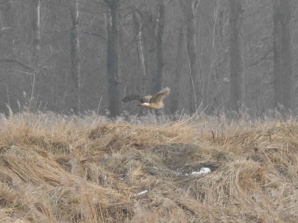 Hen Harrier - ML614102540