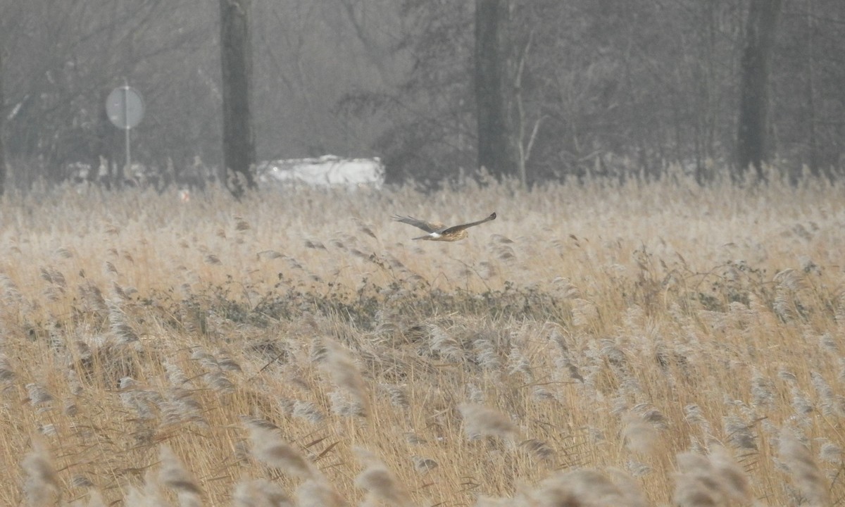 Hen Harrier - Jeffrey Gammon