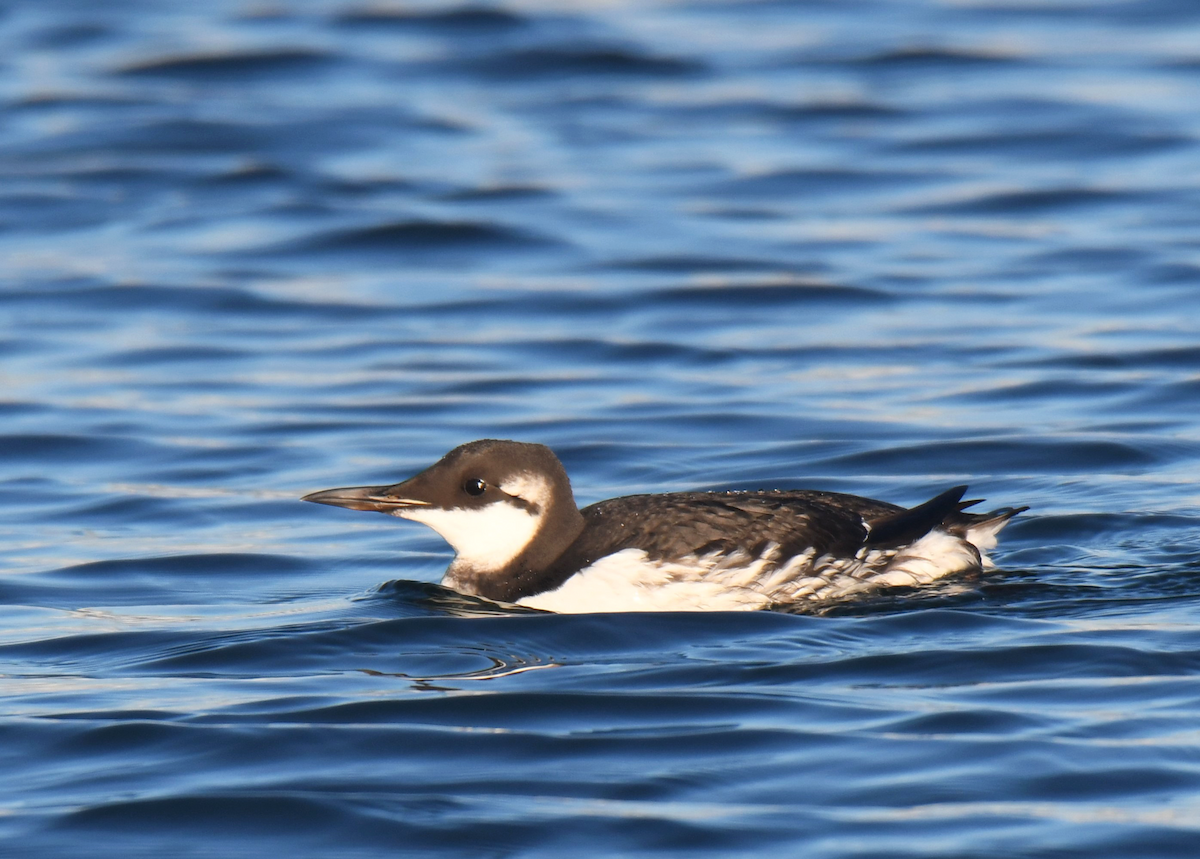 Common Murre - ML614102545