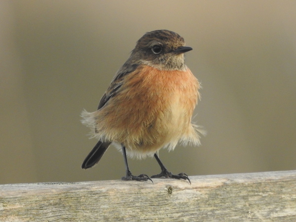 European Stonechat - ML614102552