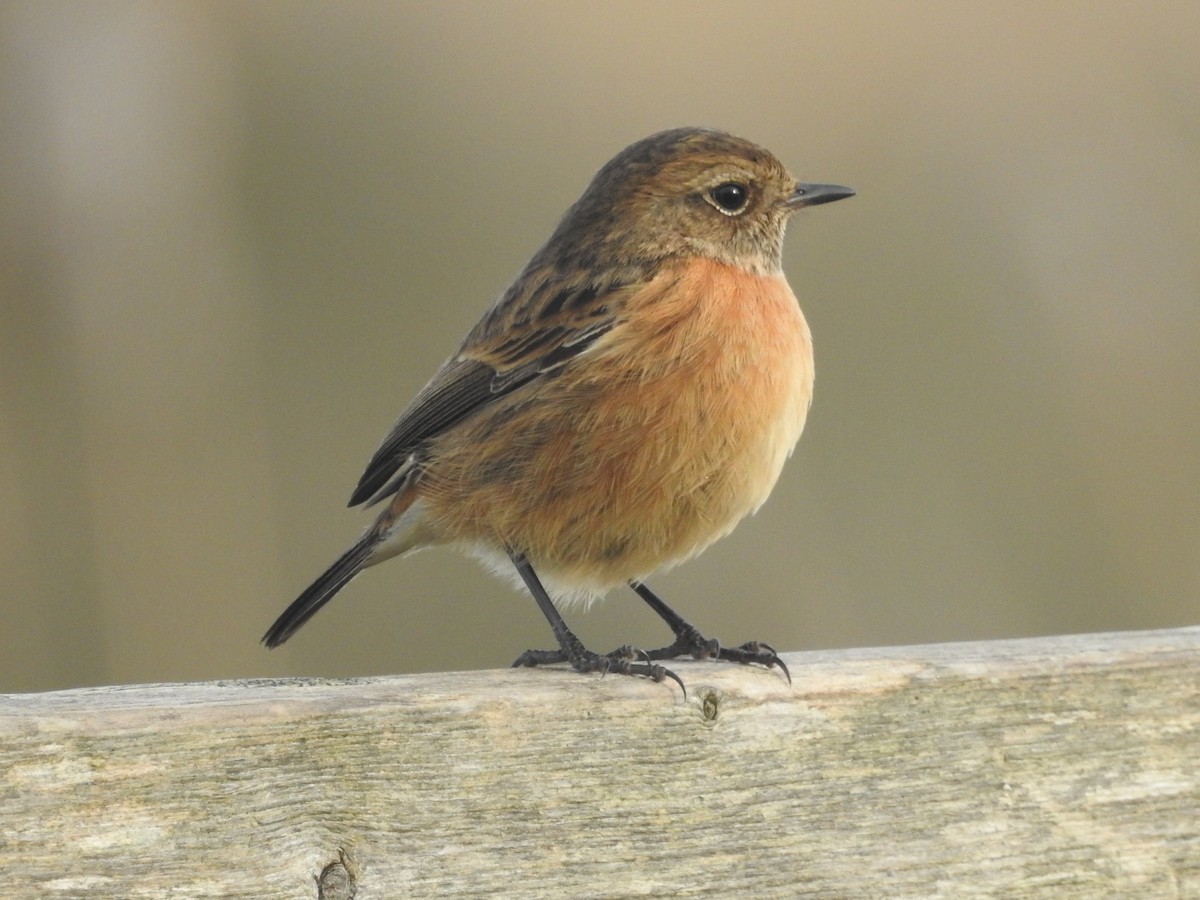 European Stonechat - ML614102553