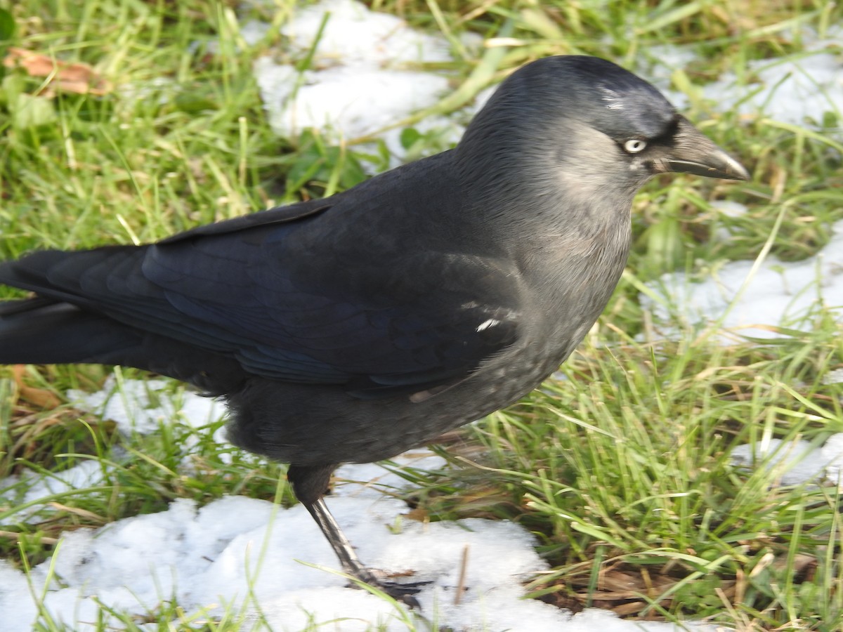 Eurasian Jackdaw - ML614102563