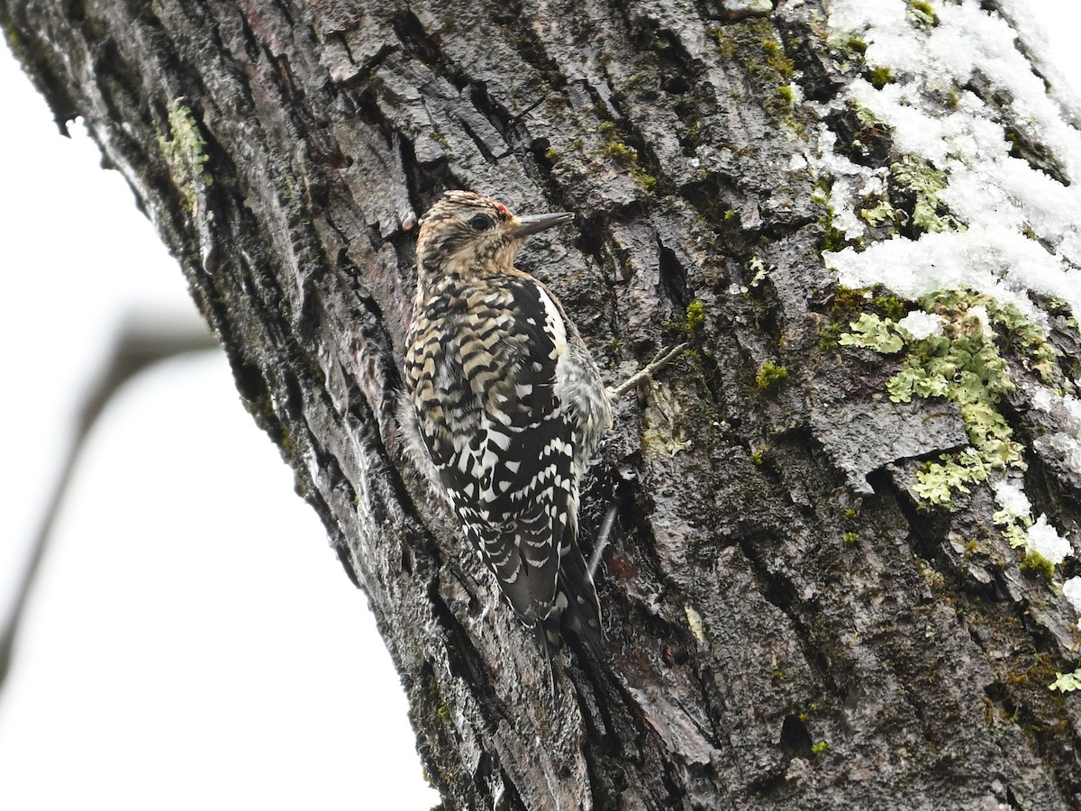 Yellow-bellied Sapsucker - ML614102602