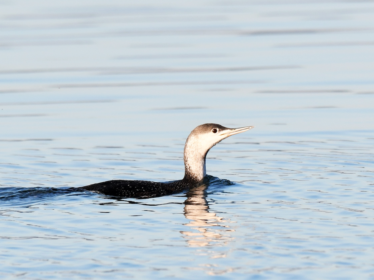 Red-throated Loon - ML614102605