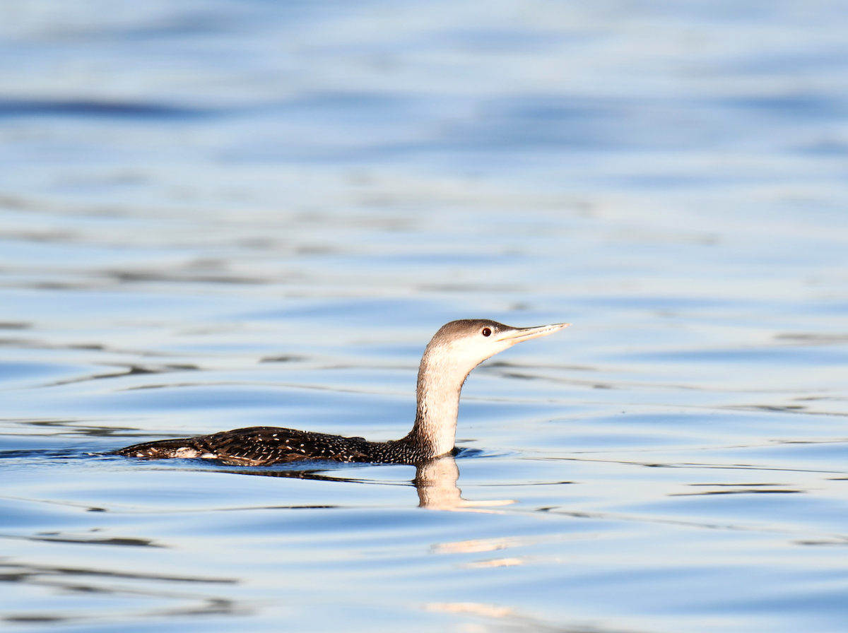 Red-throated Loon - ML614102606