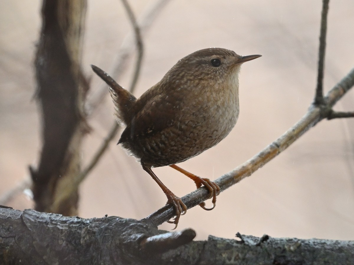 Winter Wren - ML614102633