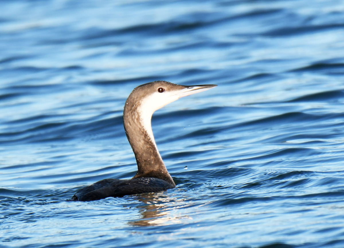 Arctic Loon - ML614102640