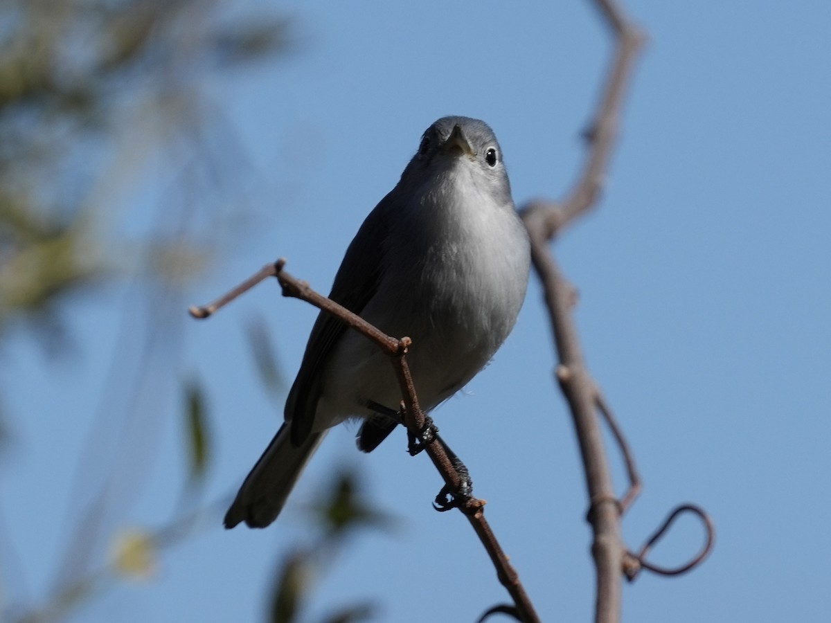 Blue-gray Gnatcatcher - ML614102670