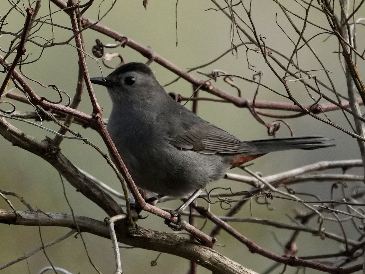 Gray Catbird - ML614102681