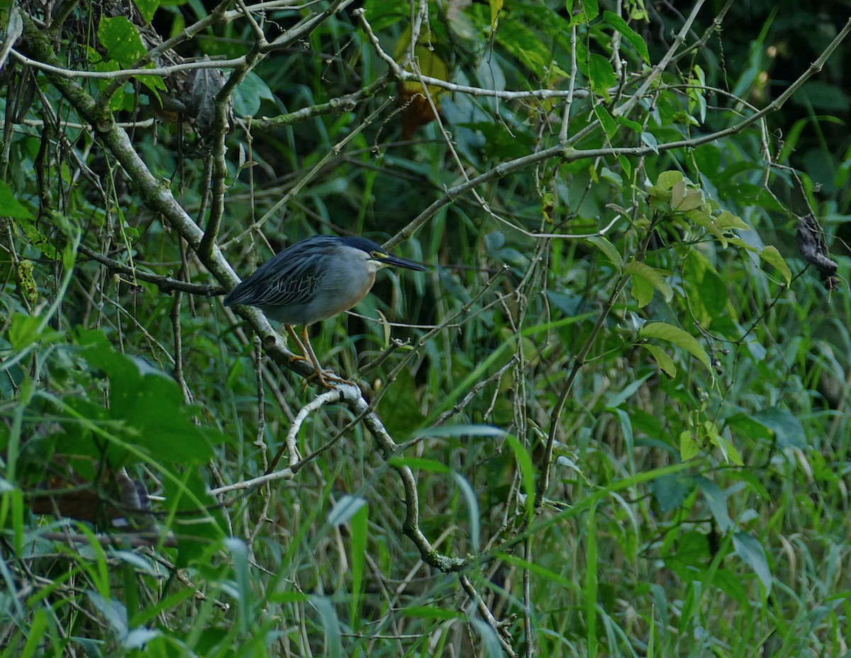 volavka proměnlivá (ssp. striata) - ML614102725