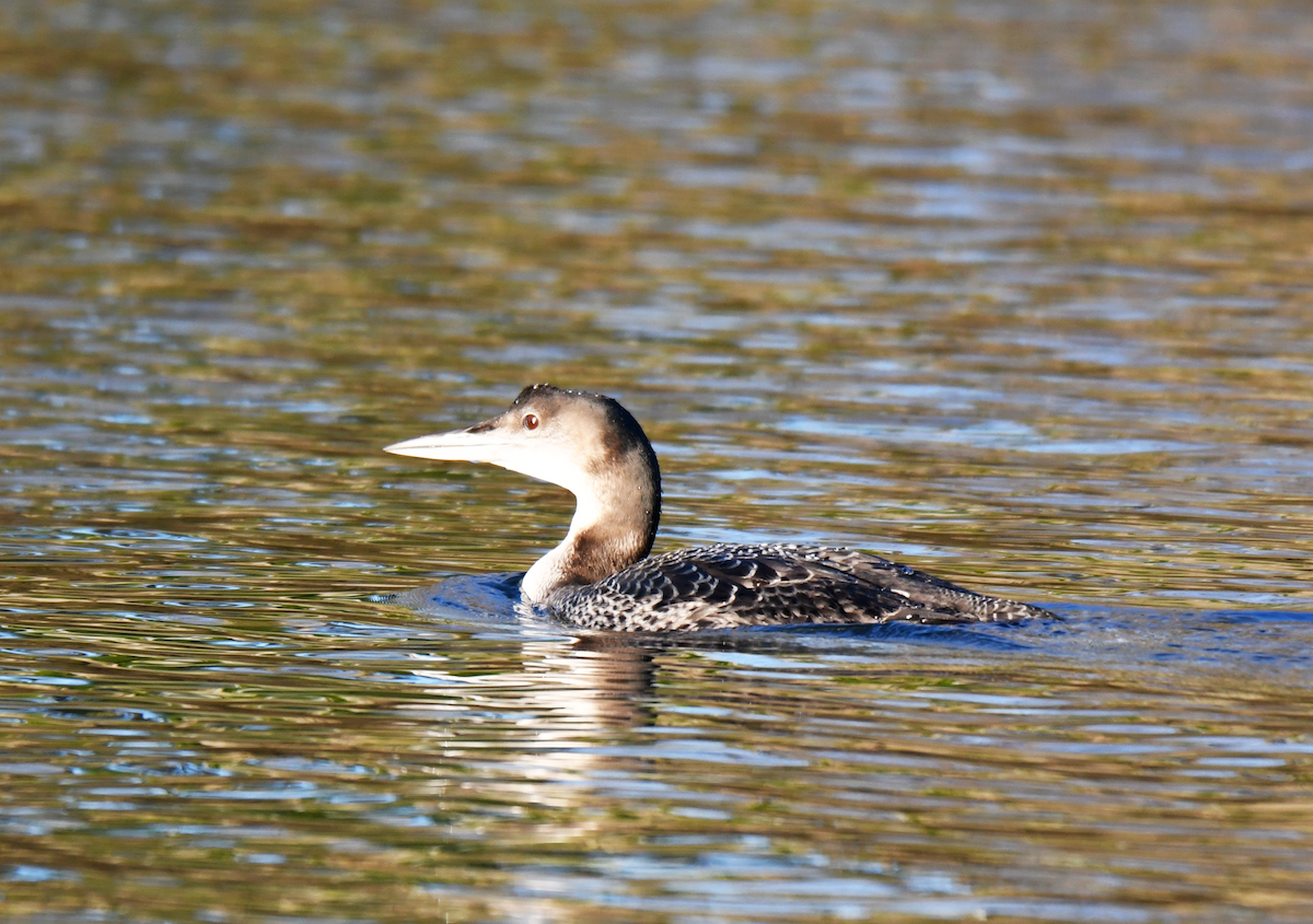 Common Loon - ML614102763