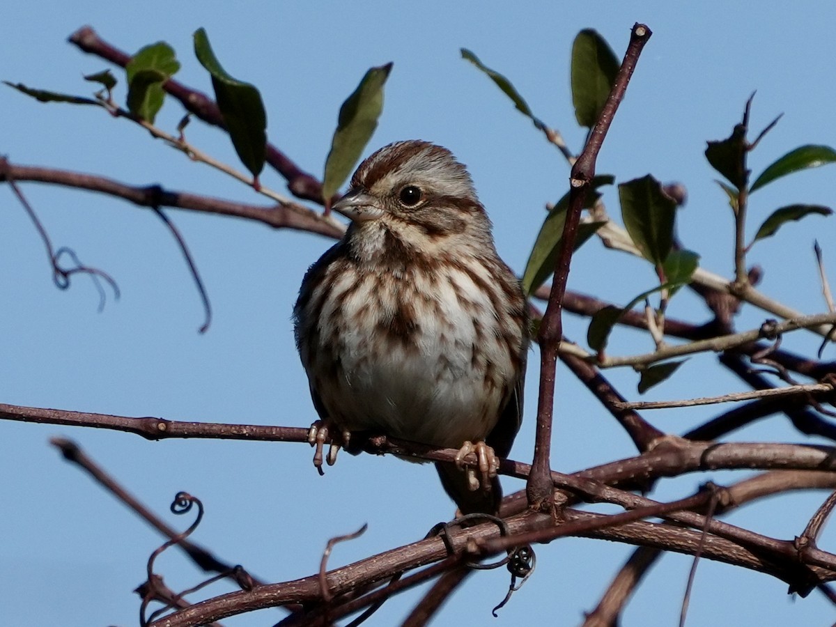 Song Sparrow - ML614102789