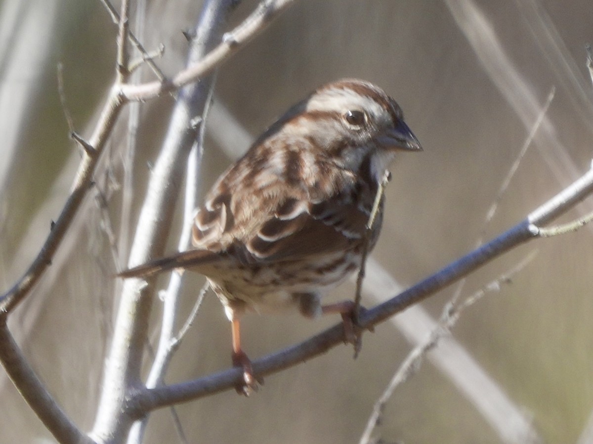 Song Sparrow - ML614102791