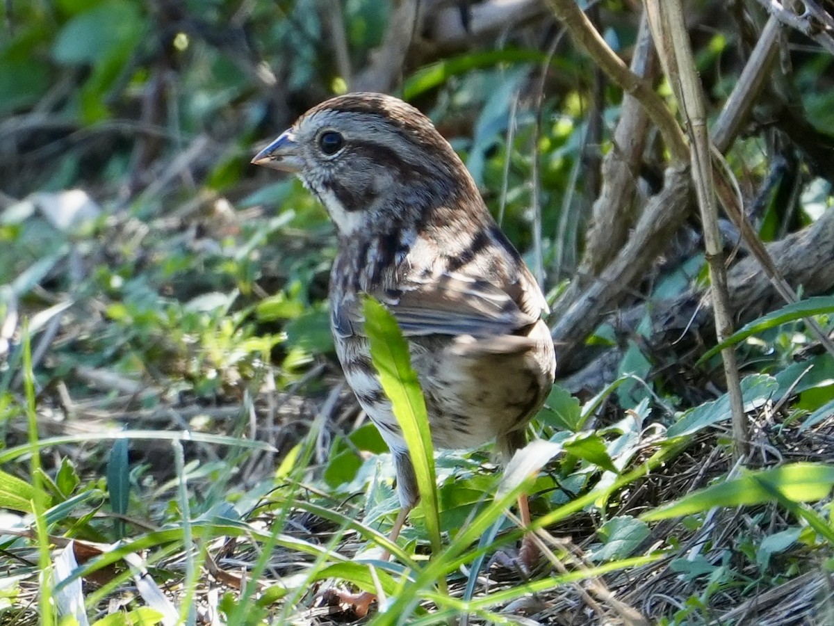 Song Sparrow - ML614102792