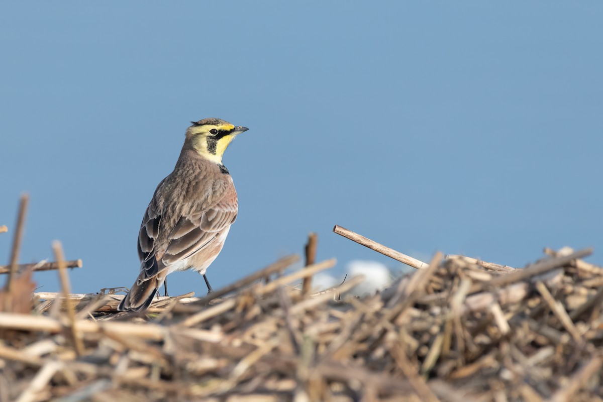 Horned Lark - Matthew Bell