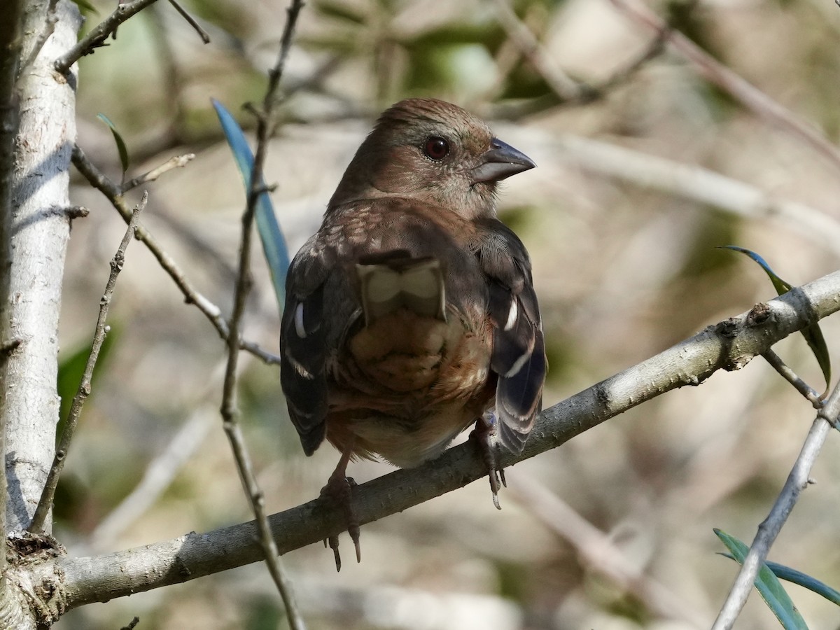 Eastern Towhee - ML614102848