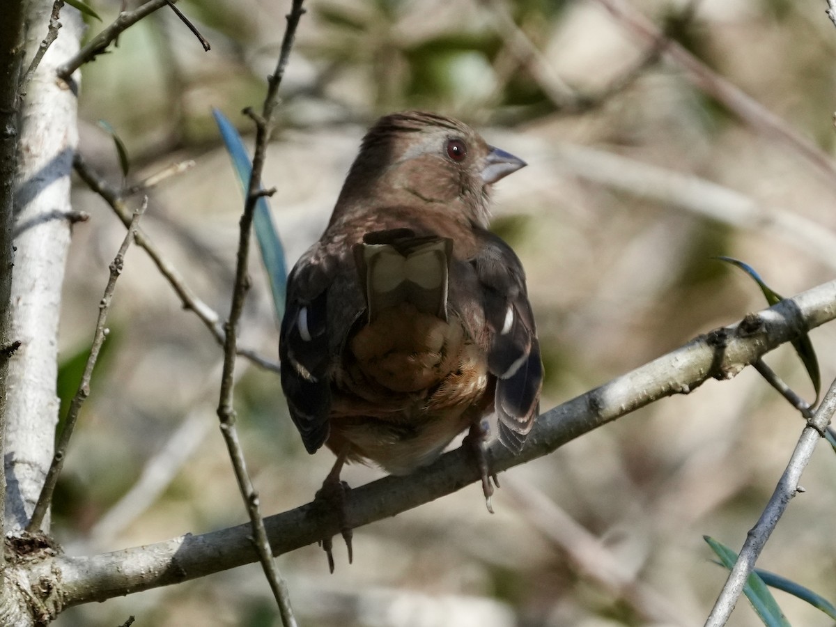 Eastern Towhee - ML614102850