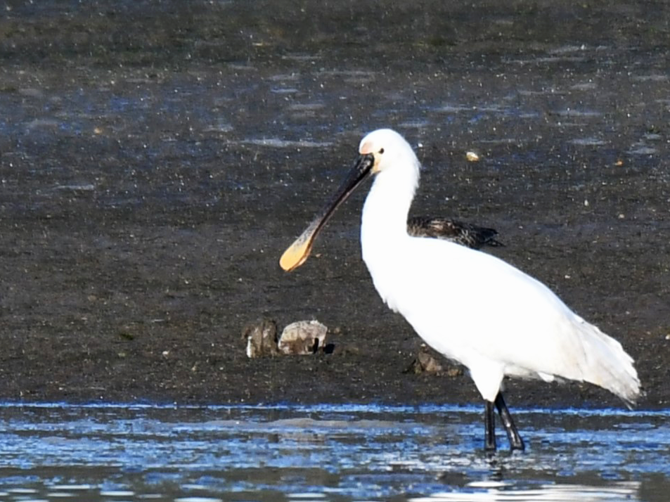 Eurasian Spoonbill - ML614102857