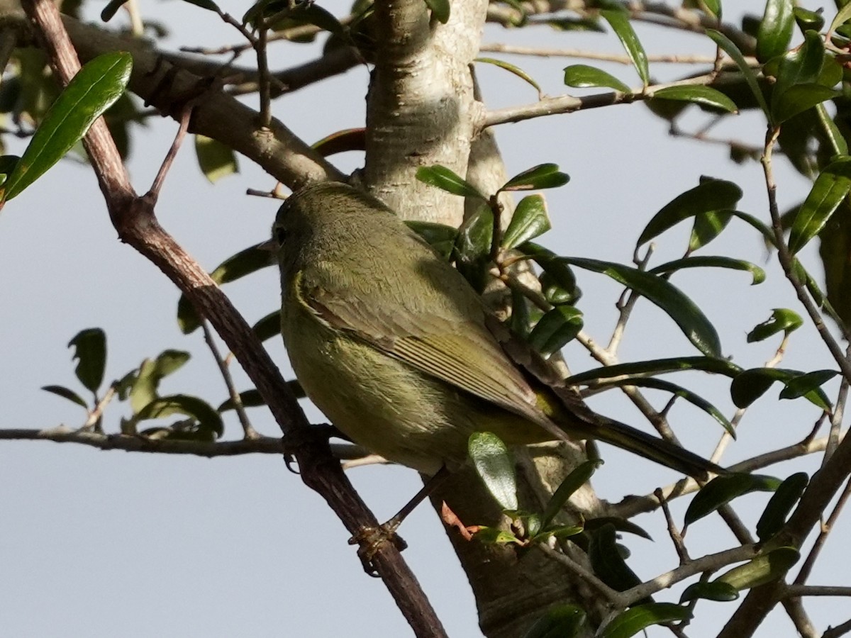 Orange-crowned Warbler - ML614102863