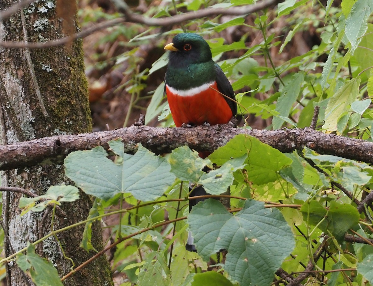 Mountain Trogon - ML614102888