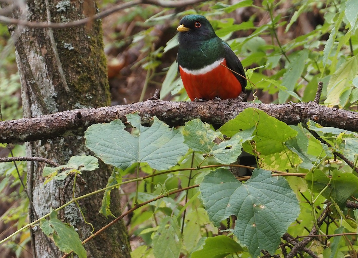 Trogon montagnard - ML614102922