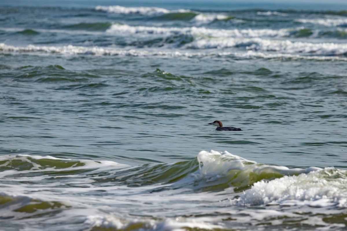 Common Loon - ML614102942