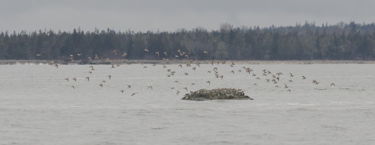 Dunlin - ML614102958